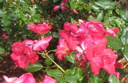 image of roses in Brunswick County NC